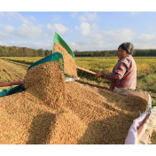 进口继续快速增加 新稻托市收购将启