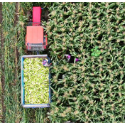 从一粒粮的旅程看大国粮仓根基稳固