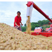 全国秋粮收获近七成