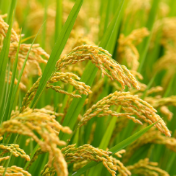 我国在水稻科技多个领域取得长足进展