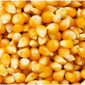 烤肉店用玉米粒当燃料 顶尖玉米专家发声，“不赞同，很惋惜”