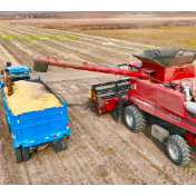 黑河大豆丰收记：金豆摇铃 收获满仓