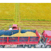 湖南加入托市行列 中晚稻价有望趋稳