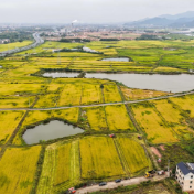 守好粮食生产的命根子!我国拟立法加强耕地保护和质量提升