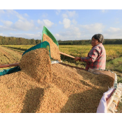 夏粮、早稻合计增产三点七亿斤，秋收稳步推进——农业经济形势稳中向好 