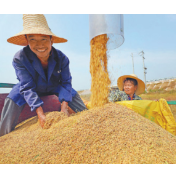 市场吃了“定心丸” 中晚稻逐步止跌企稳