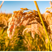 粮食有望再获丰收 脱贫攻坚成果扎实巩固——农业农村部有关负责人谈前三季度农业农村经济走势
