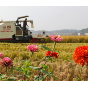 全国秋粮主产区收获已超八成半