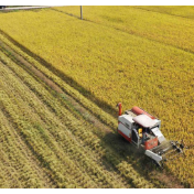 中国农业农村部：全年粮食有望再获丰收