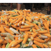 玉米消费需求保持旺盛态势，上半年深加工产品出口同比增4.2%