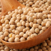 我国大豆供应链韧性持续增强