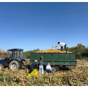 从丰收在田到丰收在手