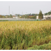 长沙中晚稻收购工作即将全面铺开