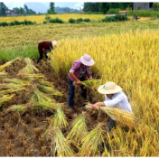 中国供销集团多措并举保障秋粮稳产增收