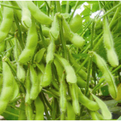 从南到北,拓展大豆的适应边界