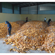 秋粮收购量超一亿吨　市场购销活跃