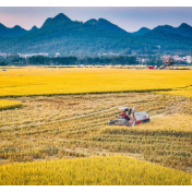 水稻收获后,田里种什么?