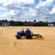 全国秋粮收购超1亿吨 逐步进入集中上量阶段