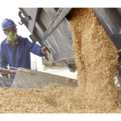 超1亿吨秋粮入仓，守住“种粮卖得出”底线