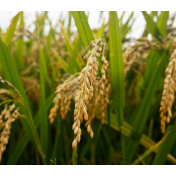 新稻上市有所提速 托市收购保驾护航