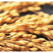 我国国家级种业基地供种保障率达到80%