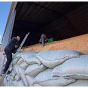 粮食增产购销两旺 助力端牢中国饭碗