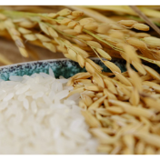 出口不减反增 稻米市场稳中略强