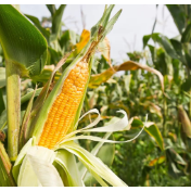 科技支撑提单产　丰产丰收有“粮”方