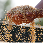 小麦行情强势反转,市场格局有变?