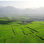 全国秋冬种接近尾声 冬小麦播种已过九成半