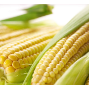 鲜食玉米、鲜食米饭……鲜食农产品如何丰富餐桌