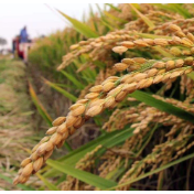 金融活水畅流 秋粮收购有序