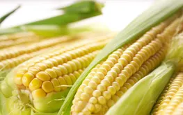 鲜食玉米、鲜食米饭……鲜食农产品如何丰富餐桌