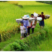 破除制度障碍 加快农民职业化应对“谁来种地”