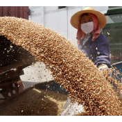 金融助力秋粮颗粒归仓