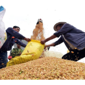 金观平：加大强农惠农富农政策力度