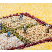 广西依托人工智能新技术强化粮食安全监管