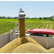 政策收储力度大 中晚稻稳步走高