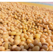 新季大豆大量上市，价格运行如何？