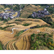 龙脊梯田 水稻丰收