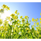 2025年湖南省油菜种植主推品种发布