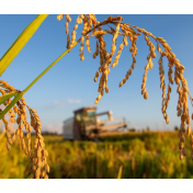 价差高达800多元！稻米进口冲击悄然逼近