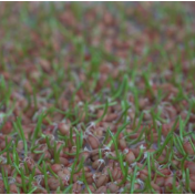 一粒种子里的“粮食安全”