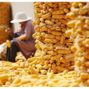 科学储粮减损增收两不误