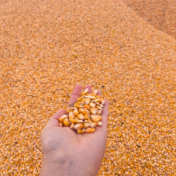 政策性金融活水如何保障秋粮收购?