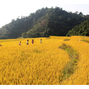 产粮大县的增收密码