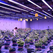 “十四五”发展亮点丨端稳中国饭碗！农作物自育品种超95%