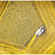 今年全国粮食稳定在1.4万亿斤以上 秋粮播种面积稳中略增