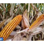 热评丨玉米成为今年粮食增产“尖子生”的背后