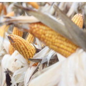 大国粮仓稳进　彰显中国定力